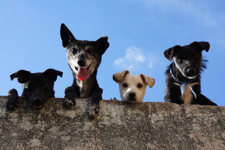 As 9 doenças de cachorro comuns e como tratá-las