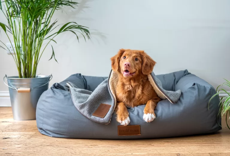 Ar condicionado quente faz mal para cachorro?